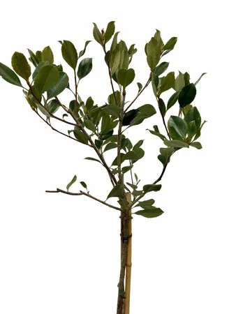 Indiase Meidoorn - Rhaphiolepis indica op stam