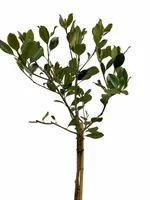 Indiase Meidoorn - Rhaphiolepis indica op stam
