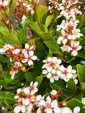 Indiase Meidoorn - Rhaphiolepis indica op stam