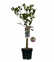 Indiase Meidoorn - Rhaphiolepis indica op stam