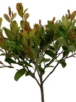 Indiase Meidoorn - Rhaphiolepis Umbellata op stam