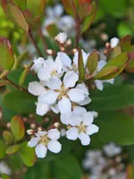 Bloei Rhaphiolepis Umbellata op stam
