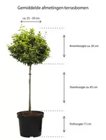 Hoogte Acer Palmatum Dissectum op stam