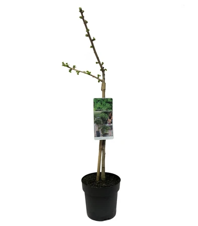 Japanse notenboom op stam