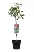 Camelia cuspidata Spring Festival op stam