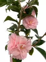 Camelia op stam 85cm