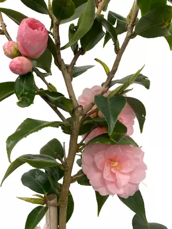 Camelia Spring Festival Roze roos