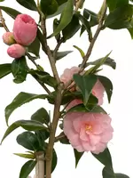 Camelia Spring Festival Roze roos