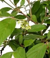 Viburnum Plicatum Watanabe