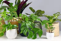 Kamerplanten