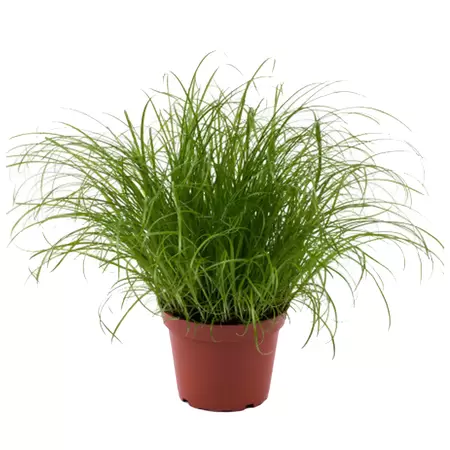 Kattengras - Cyperus Zumula