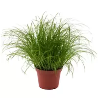 Kattengras - Cyperus Zumula