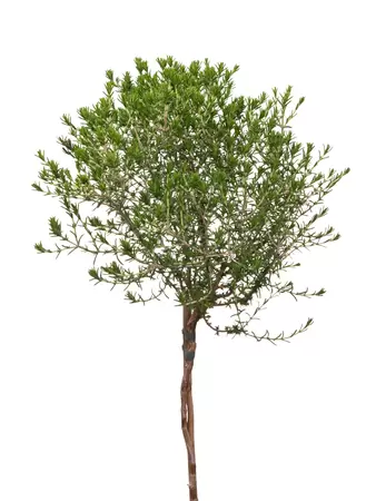 Thymus capitatus op stam