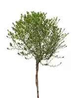 Thymus capitatus op stam