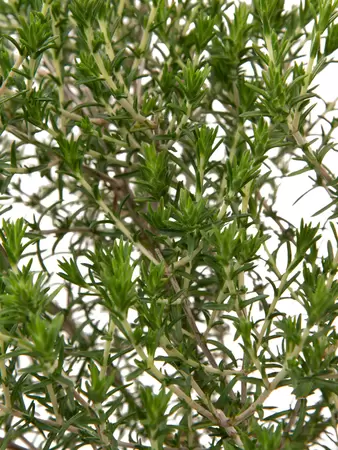Thymus capitatus op stam