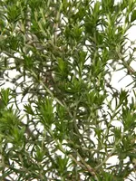 Thymus capitatus op stam