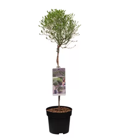 Thymus capitatus op stam