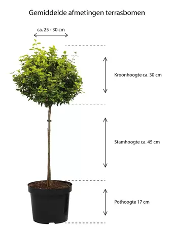 Thymus capitatus op stam