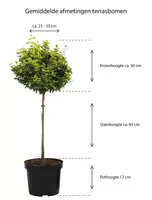 Thymus capitatus op stam