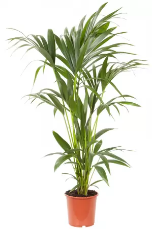 Kentia Palm - Howea Forsteriana 120cm