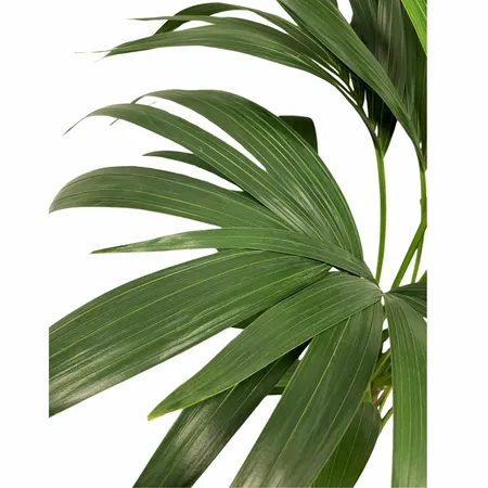 Kentia Palm - Howea Forsteriana 170cm