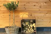Kleine boompjes op stam