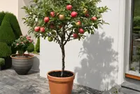 Kleine fruitboompjes