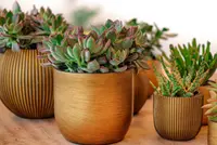 Kleine kamerplanten