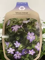 Vinca minor 6-pack.