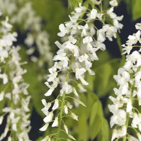 Klimplant Wisteria floribunda Alba P16