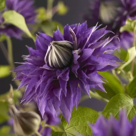 Klimplant Clematis Multi Blue P16