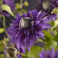 Klimplant Clematis Multi Blue P16