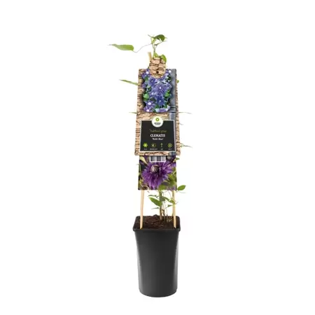 Klimplant Clematis Multi Blue P16