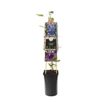 Klimplant Clematis Multi Blue P16