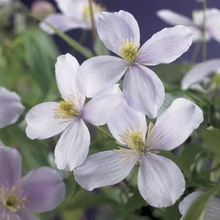 Klimplant Clematis mont. Pink Perfection P16