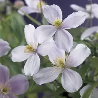 Klimplant Clematis mont. Pink Perfection P16