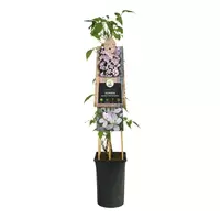 Klimplant Clematis mont. Pink Perfection P16
