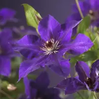 Klimplant Clematis The President P16