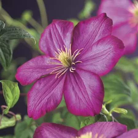 Klimplant Clematis Ville de Lyon P16
