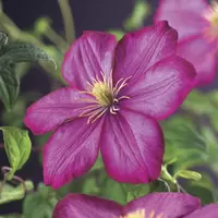 Klimplant Clematis Ville de Lyon P16