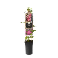 Klimplant Clematis Ville de Lyon P16
