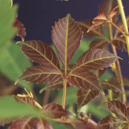 Klimplant Parthenocissus Henryana P16