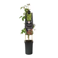 Klimplant Parthenocissus Henryana P16