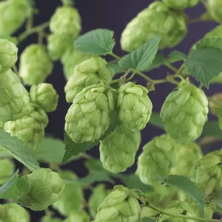 Klimplant Humulus lupulus Nordbrau P16