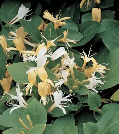 Klimplant Lonicera j. Halls Prolific P16