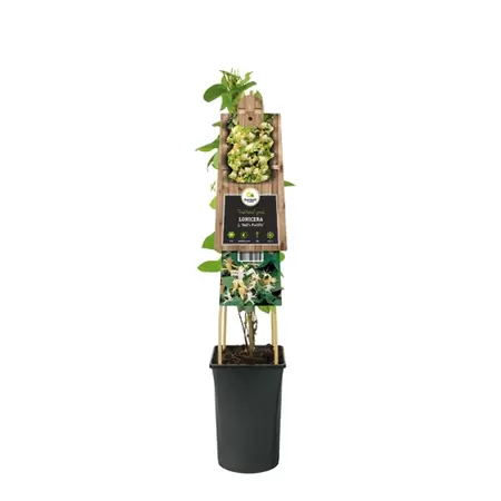 Klimplant Lonicera j. Halls Prolific P16