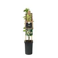 Klimplant Lonicera j. Halls Prolific P16