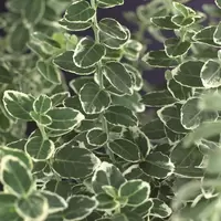 Klimplant Euonymus f. Emerald Gaiety P16
