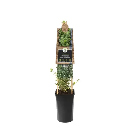 Klimplant Euonymus f. Emerald Gaiety P16