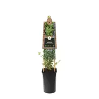 Klimplant Euonymus f. Emerald Gaiety P16